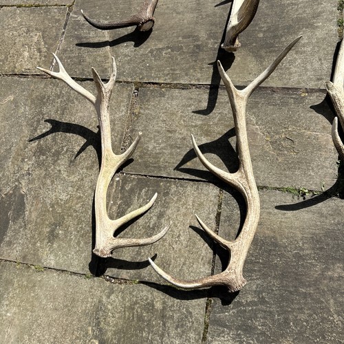 Red deer stag antler natural - stag,