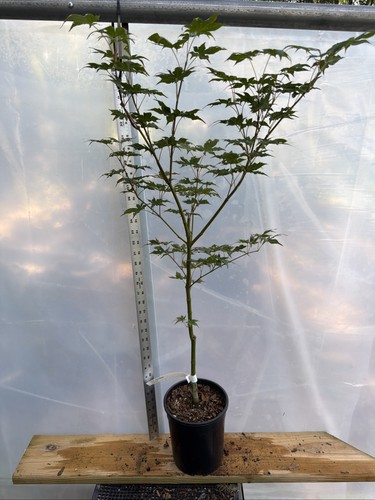 Nebula japanese maple - 1g,,