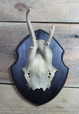 Mounted Roe Deer Skull Cap