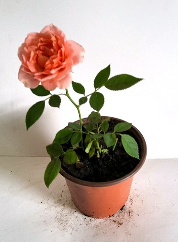 Orange rose potted - orange,