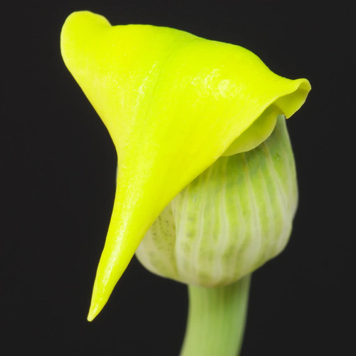 Arisaema flavum yellow cobra - flavum,