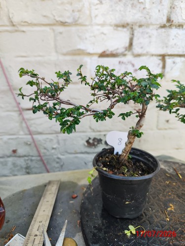 Chinese elm - elm,