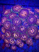 Grand master strat zoas - , 2+
