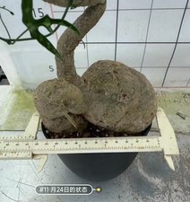 Sale Sale Sale Adenia kirkii WYSIWYG Own Root Boutique Garden