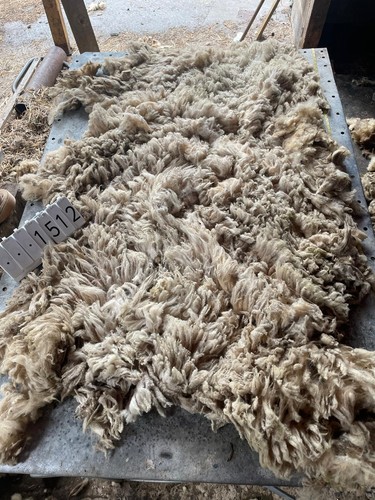 Norfolk horn raw unwashed - norfolk,