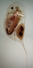 Antique Microscope Slide of a Water Flea, Daphnia Carinata