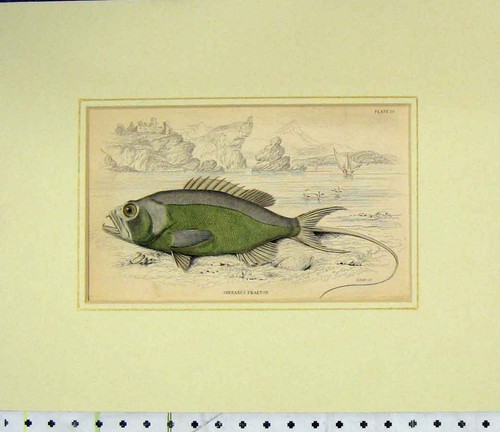 Original old antique print - antique,