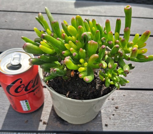 Crassula ovata cultivar - ovata,