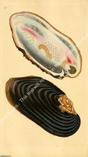 BRITISH SHELLS 1804 - RIVER PEARL MUSSEL. PRINT : A MODERN COLOUR REPRINT OF AN