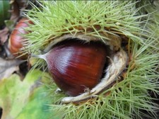 Sweet Chestnut From seed of