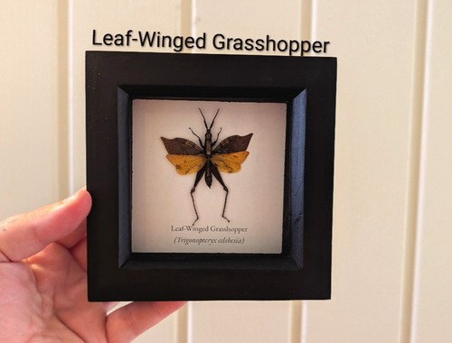Leaf winged grasshopper - leaf-winged,
