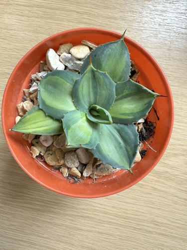 Agave parryi huachucensis - parryi,