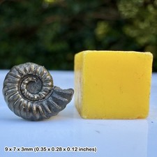 Promicroceras Golden Pyrite Ammonite Fossil Jurassic Coast Lyme Regis Dorset UK