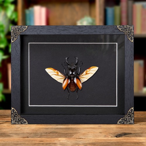 Fighting giant stag beetle - beetle, in