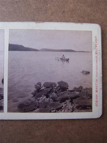 Stereoscopic stereo view coral - stereo-view,