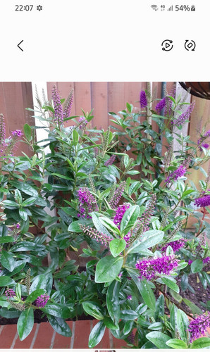 Hebe veronica evergreen - x,