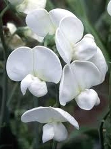 Lathyrus white pearl - lathyrus,