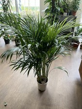 Dypsis lutescens - lutescens, palm)