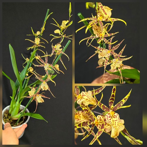 Oncidium brasia hybrid - brasia,