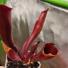 Heliamphora Sarracenioides AW