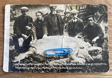 Leathery Turtle Caught In
