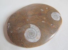 Double Ammonite Polished Fossil Goniatite