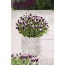[x1] French Lavender Bandera