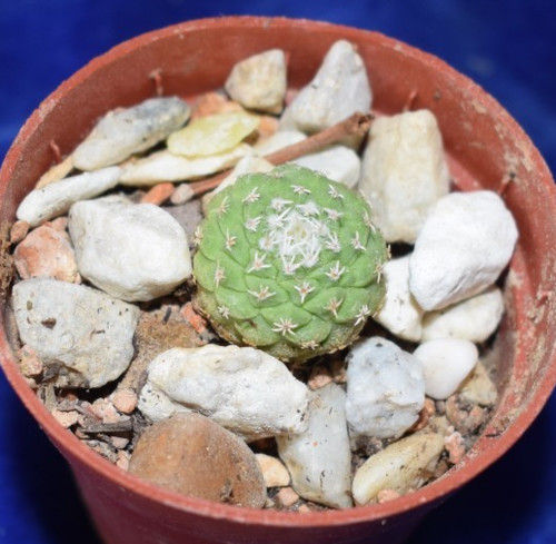 Unique strombocactus - unique,