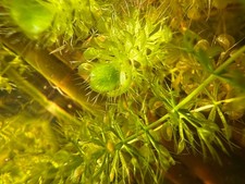 Aldrovanda vesiculosa -