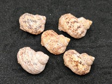 5 x (X-Large) Turbo Goldmouth