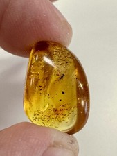 Baltic Amber With Mosquito