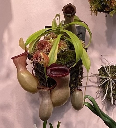 Nepenthes ventricosa porcelain - nepenthes,