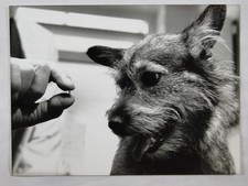 Dog Microchip Launch Battersea