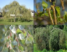 3x 3-4ft Betula Youngii