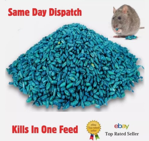 Rat mouse poison - rat,