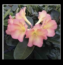 Vireya Aleksandr Solzhenitsyn