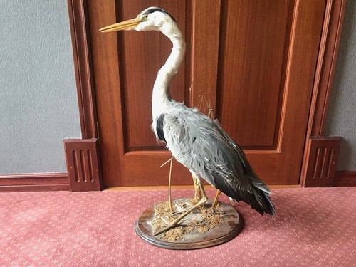 Heron taxidermy full - taxidermy, body