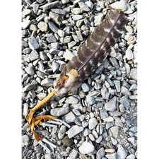 Handmade Barred Eagle Smudging