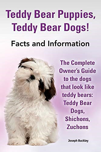 Teddy bear puppies - bear, puppies,