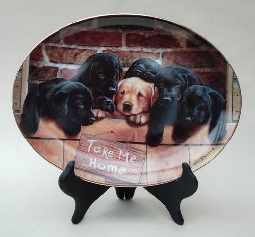 Black golden labrador - black, &