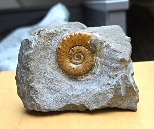 Ammonite microderoceras birchi - ammonite,