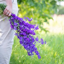Consolida ajacis 'Blue spire'