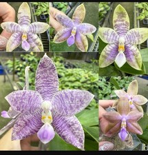 Phalaenopsis Mainshow Magic X KS Blue Ludde Orchid Plant