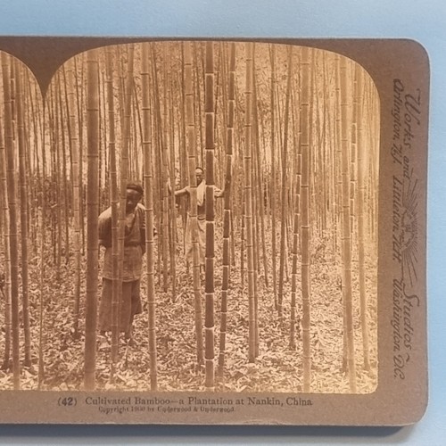 Stereoview card real photo - 3d,