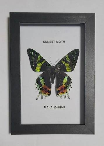 Taxidermy real framed - real,