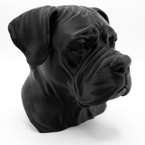 Cane corso dog bust - bust, home