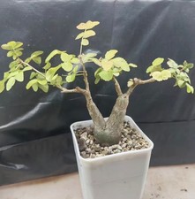 Bursera fagaroides wysiwyg - bursera,