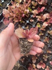 6 x lettuce (Marvel four