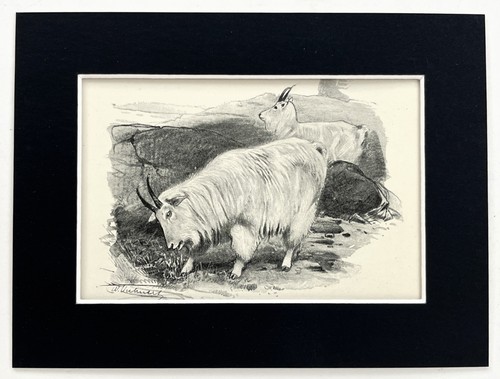 Rocky mountain goat - rocky, buck