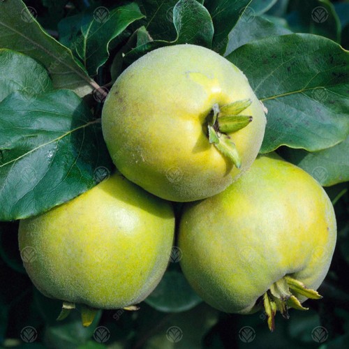 Quince vranja fruit - |,